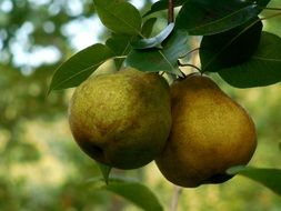 two green pears on a branch