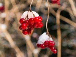 red berries in winter in the snow