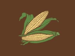 two cobs of sweet corn, maize, drawing