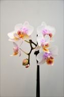 delightful orchids