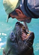 feeding a sea animal