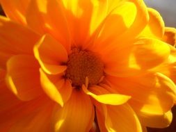 yellow daisy flower in the sun