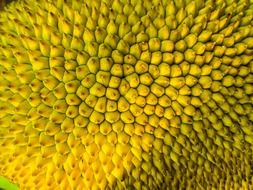 jack fruit shell close up, texture