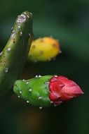 picturesque cactus bloom