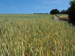 wheat field on a sunny day