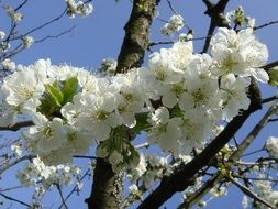 white flowers on a fruit tree