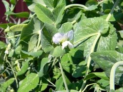 pea bloom in the garden