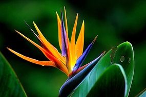 tropical wild flower