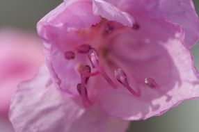 pink flower close-up