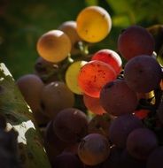 juicy grapes cluster