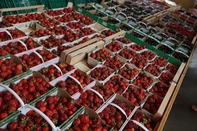 strawberries in boxes on market