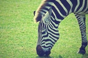 Zebra eats green grass