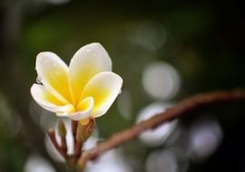 tender white little flower in bloom