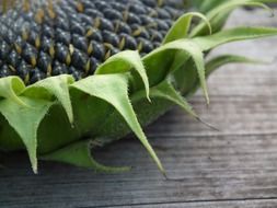 sunflower autumn seeds