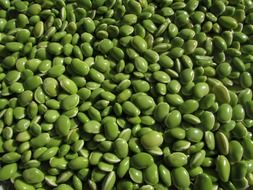 green bean plants