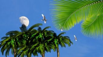 halfmoon over palm trees in the blue sky