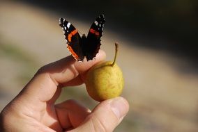 picturesque butterfly on male hand with pear