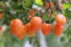 small pink tomatoes