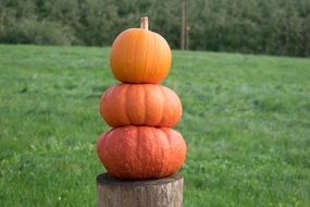 pumpkins on a stump