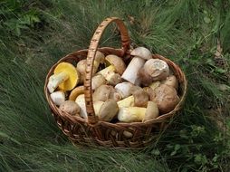 wicker basket with porcini mushrooms