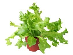 green lettuce in a pot