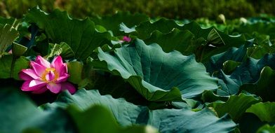 lotus flower among the vegetation