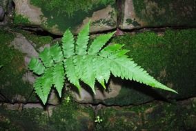 Green fern leaf