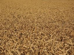 rich wheat field