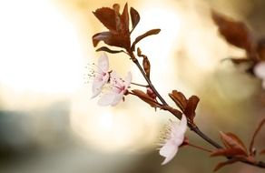 flowering branch with brown leaves