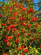 flowering wild rose bush