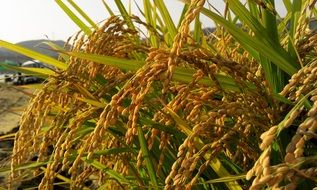 close-up photo of rice crop on the field