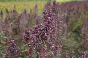 quinoa field in summer time