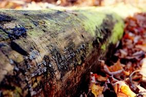 tree trunk on the ground