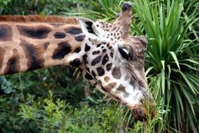 Firaffe eating grass in a zoo