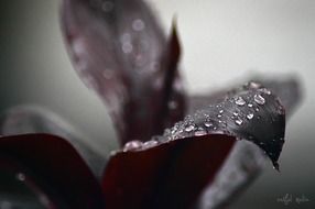 Rain water drops on a plant leaves