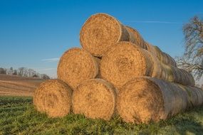 agriculture straw bales