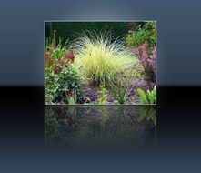 Green herbs Nature pictute in black room