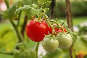 red and green cherry tomato close-up