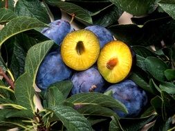 blue ripe plums in the garden