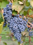 Black grapes are growing in garden