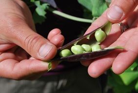 ripe peas in a pod