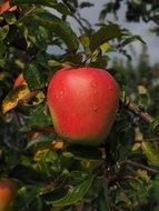 red fresh apple fruit