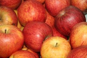 red seasonal apples
