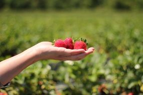 strawberries