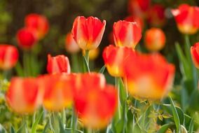 lot of red tulips on flower bed