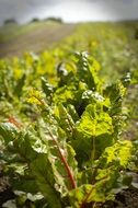 green leaf lettuce on the field