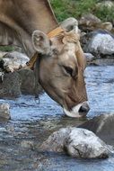 A brown cow drinking water from the stream