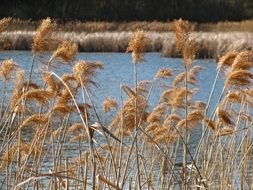 reeds near the lake