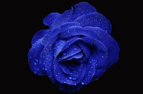 blue rose in water drops on a black background