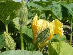 pumpkin plant in a field